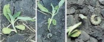 КРН 5.6 мікрогранулятор