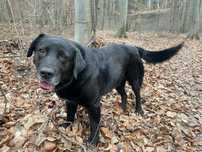 labrador mix  szuka domu schronisko Zgierz-aktualne