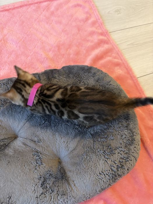 Koteczka bengalska Chilli z Rodowodem FPL