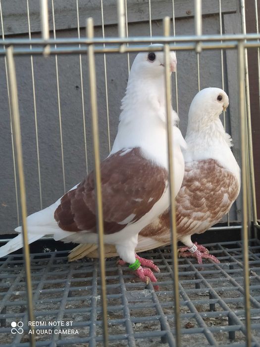 Golebie mewki  tarczowe