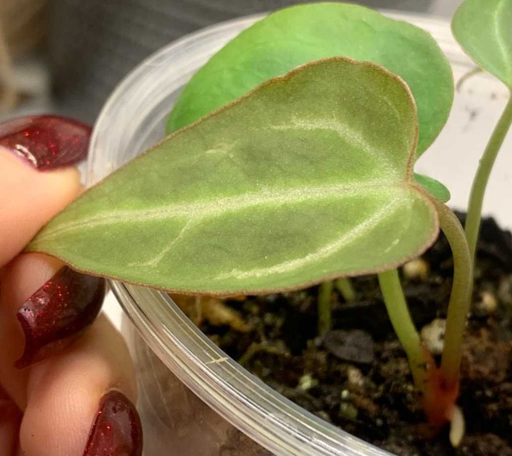 Anthurium Basilisk x HURC (sadzonka nr 2)