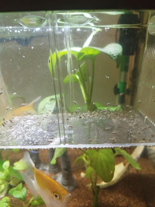 Vendo mini papagaios blue safira e white ice