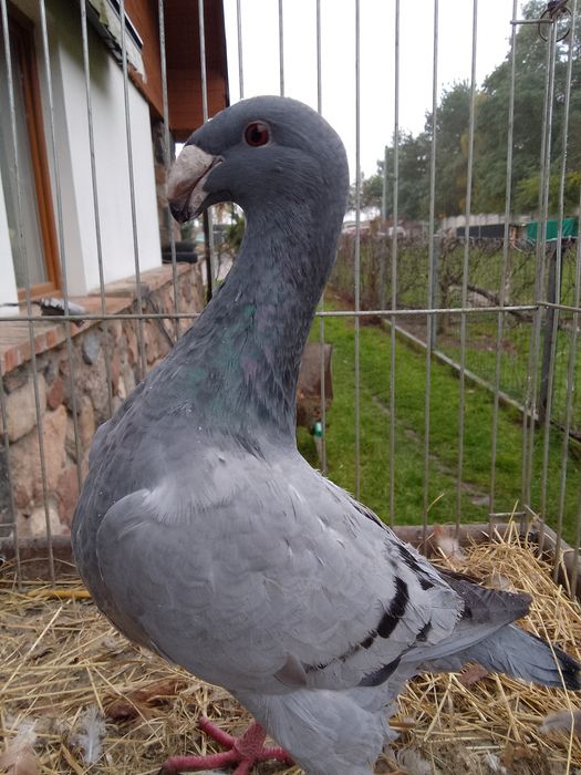 Garbonosy Wystawowe Niemieckie