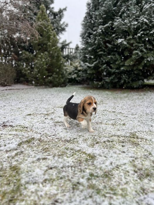 Szczeniak Beagle ( dziewczynka)