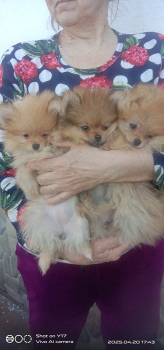 Померанський шпіц .Акція.