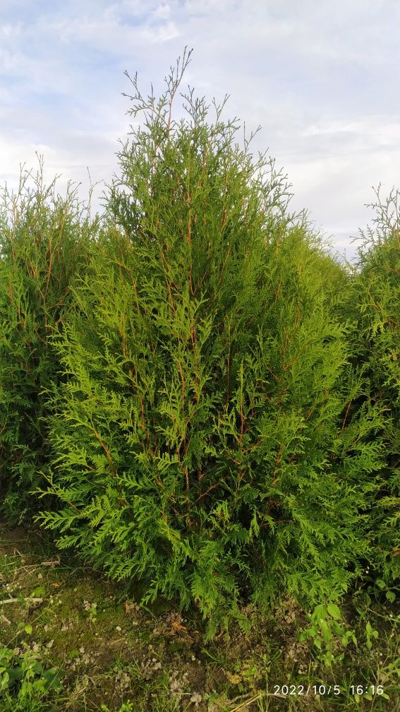 Tuja thuja Brabant Z GRUNTU 200-230cm