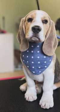 Piękny 4 miesięczny piesek Beagle