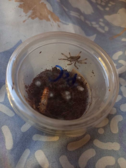 Ptasznik psalmopoeus cambridgei