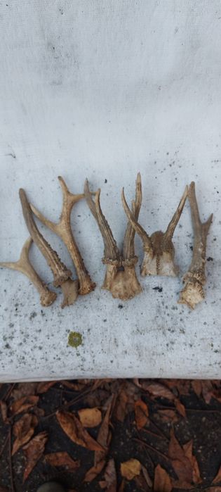 Antyki Starocie Różki