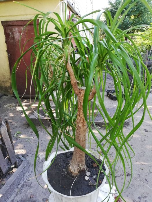 Нолина Бокарнея 100 см, слоновая нога, "бутылочное дерево"