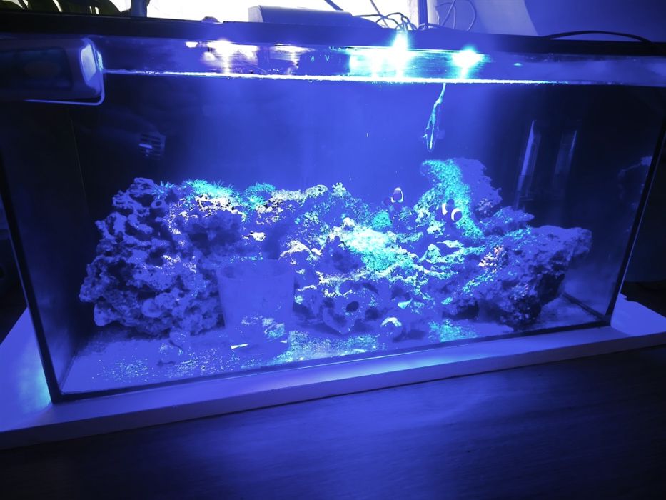 Akwarium morskie 54 l 60x30x30 zestaw Nano z życiem i sprzętem