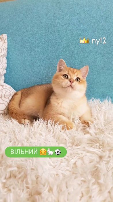 Золотая шиншилла. ЧУДО котик.