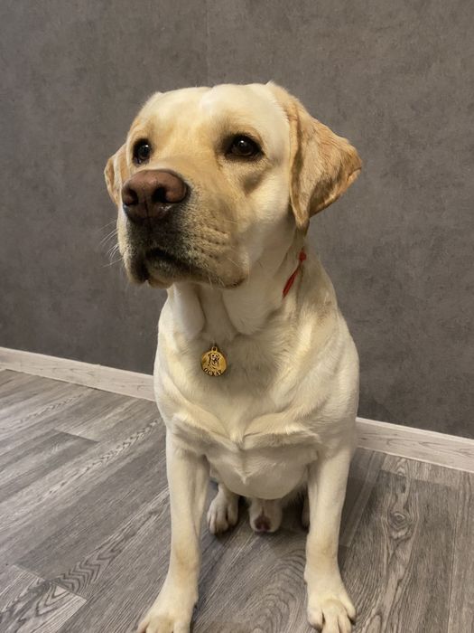 Молодой кобель приглашает даму)