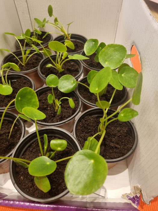 Pilea Pieniążek sadzonki