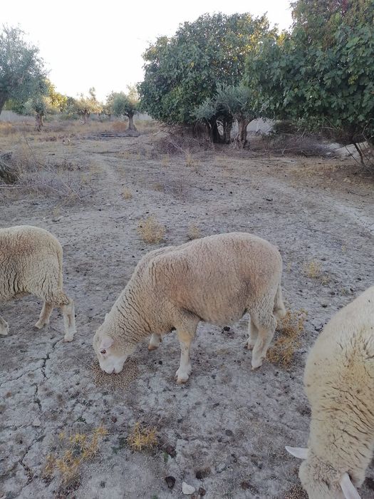 Carneiro crusado ile de france com 3 anos