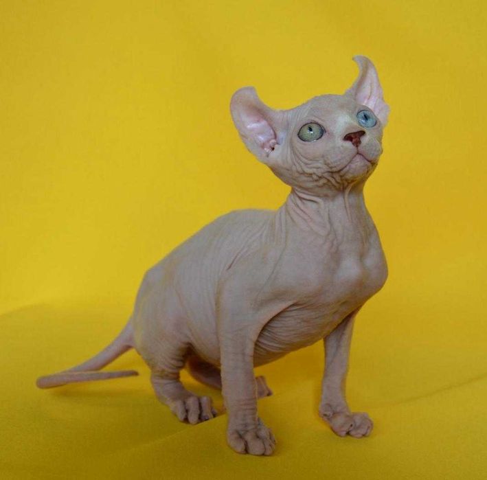 Даймонд - Різноокий хлопчик породи Ельф