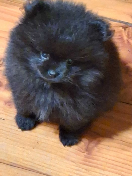 Pomeranian piesek