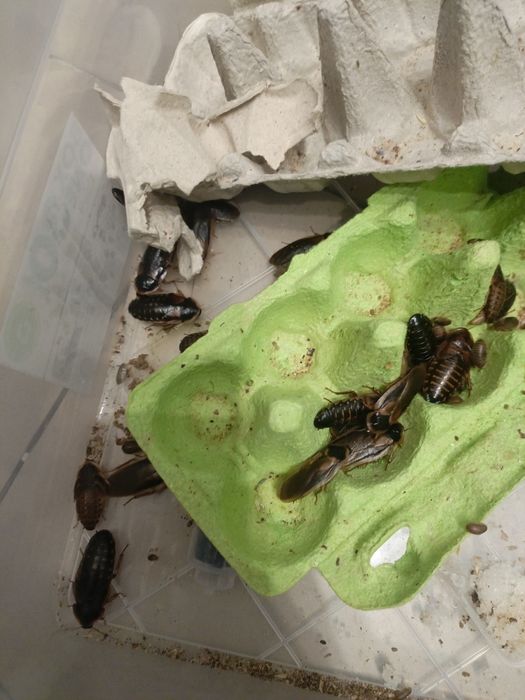 Karaczany dubia duże oddam