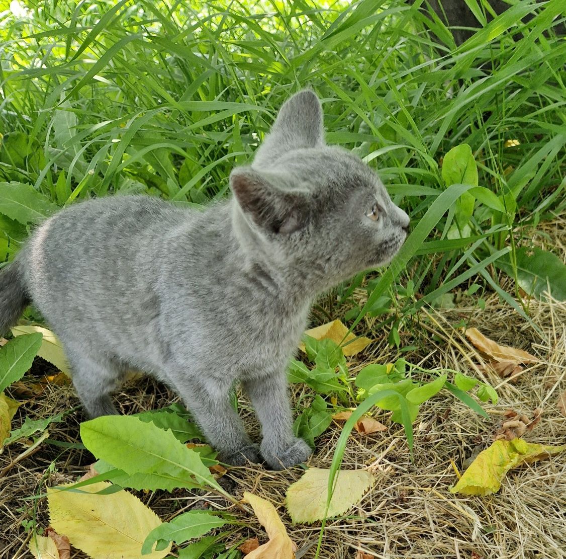 Кошеня Кошенята Котик