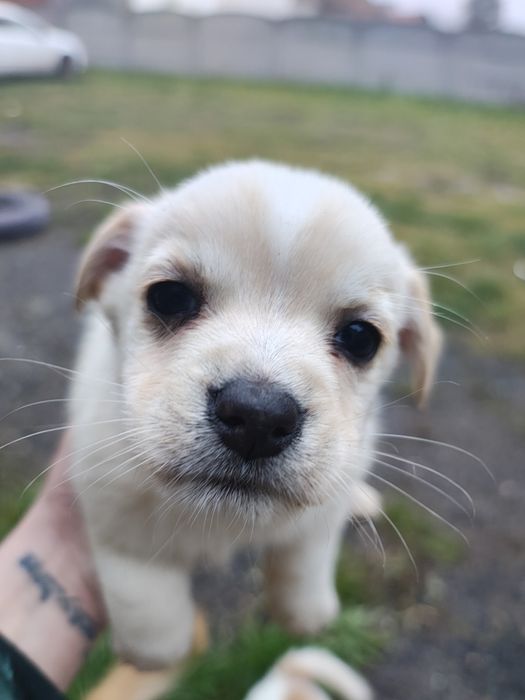 Oddam pieski w dobre ręce.