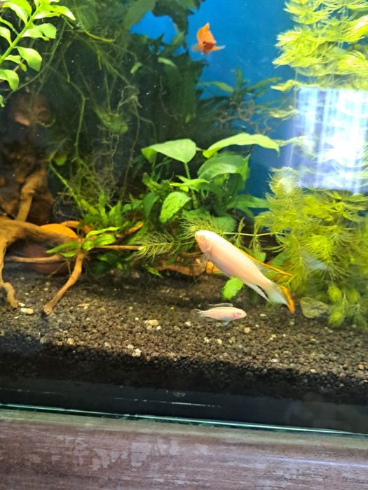 Barwniaki czerwonobrzuche Albino