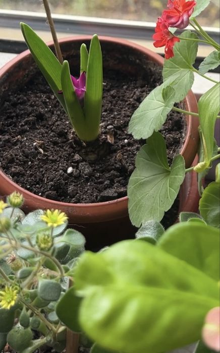 Гиацинт сейчас цветет