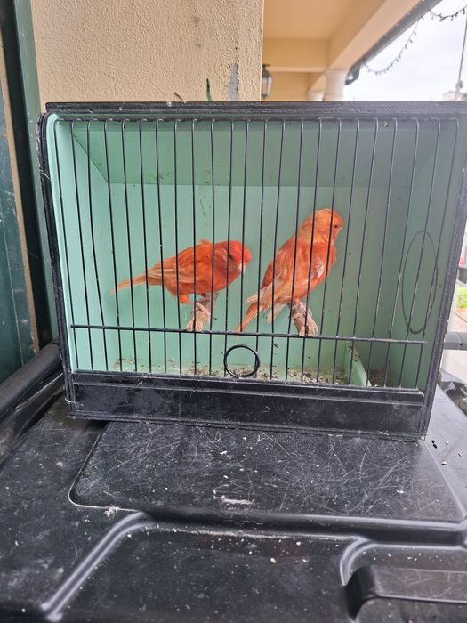 Canários vermelhos