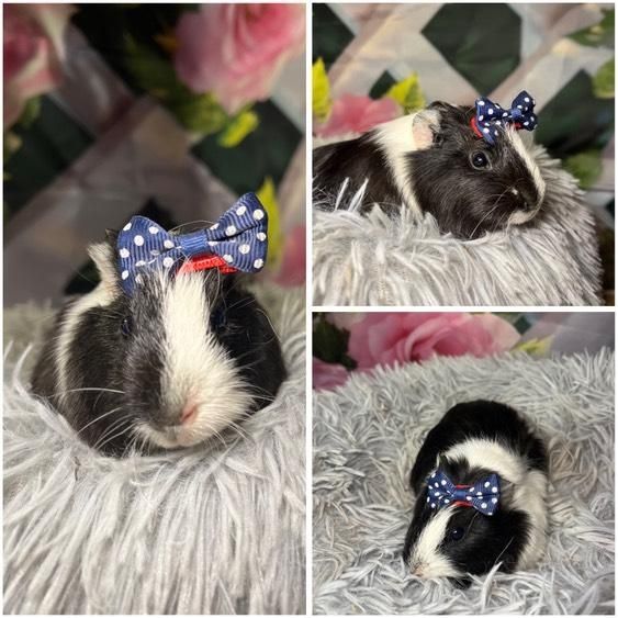 Świnki Morskie Cavie