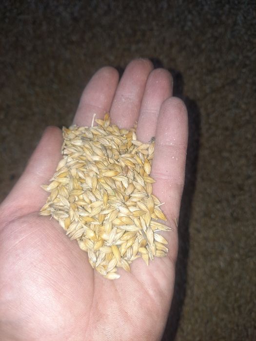 Jęczmień jary           .