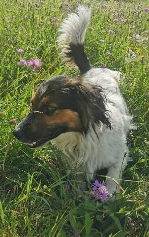 Pilnie! Piesek Balu 2/3  lata szuka domu