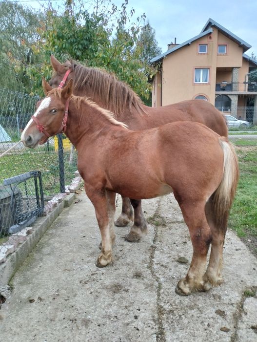 Sprzedam 2 koń konie zimnokrwiste