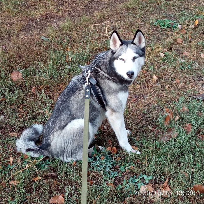 Отдам девочку Хаски