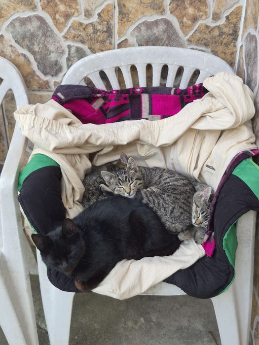 Пухнасте щастя шукає родину!