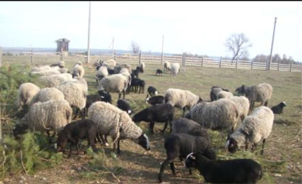 Продам вівці баранчики  ярки домашні