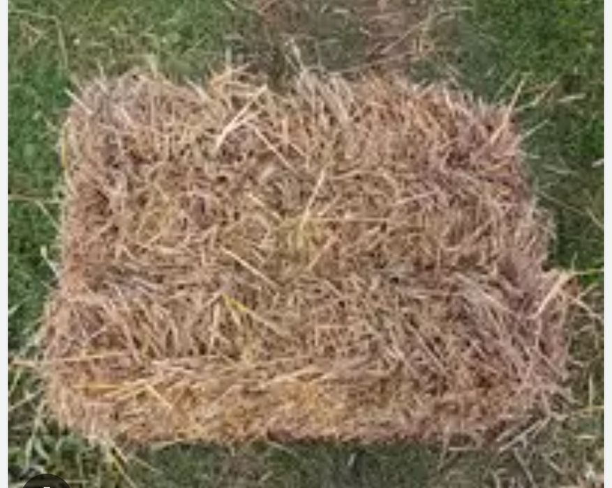 Słoma w kostkach dla psa kur pod truskawki itp.