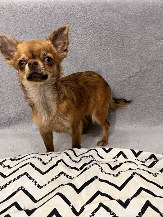 Мини дівчинка чихуахуа