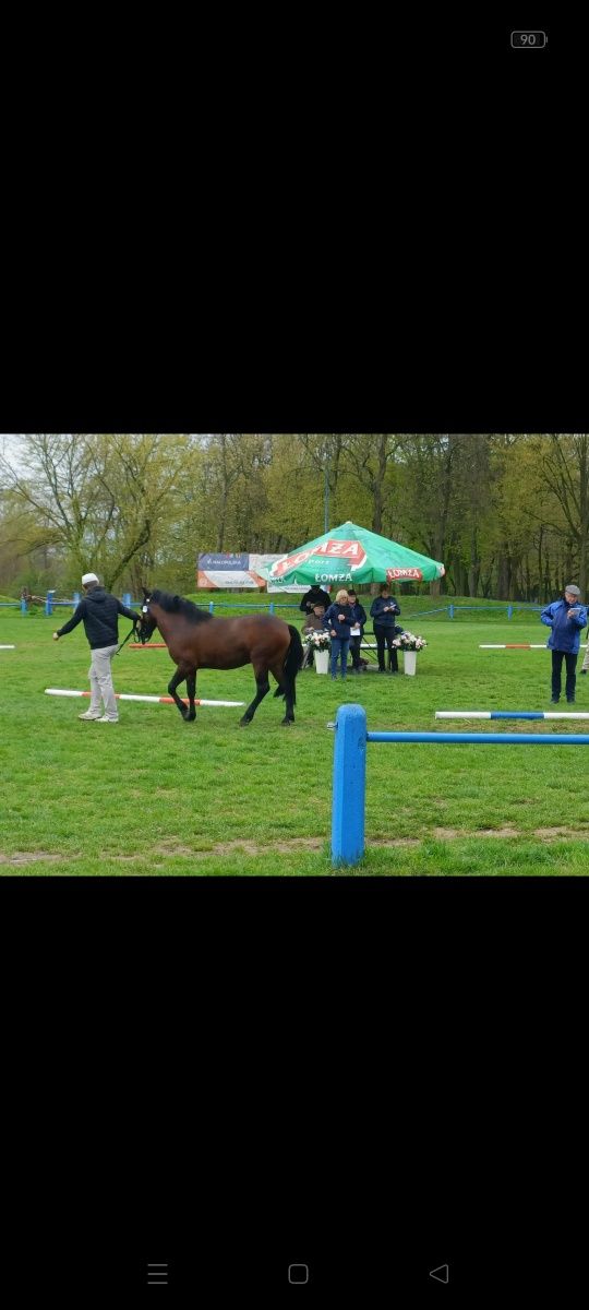 Hucuły, kucyki klacze i ogierki. Sprzedaż lub zamiana
