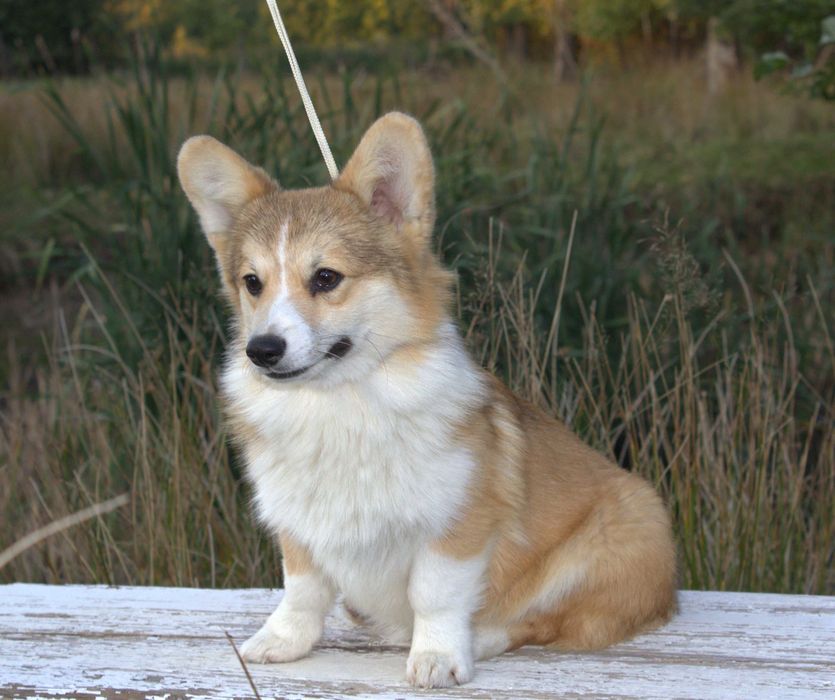 Welsh Corgi Pembroke piesek
