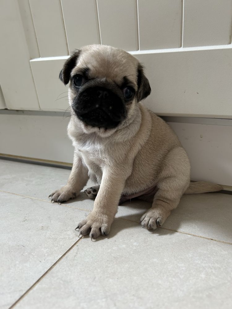 Mops - sliczny piesek.