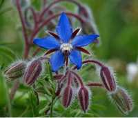 Planta medicinal  borragem