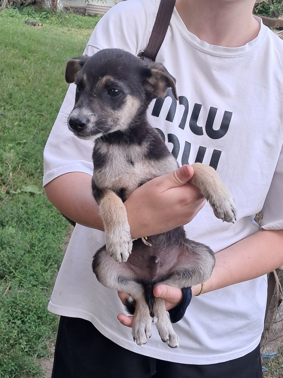 Відаємо безкоштовно цуценята