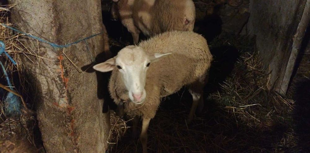 Borrega nova para vender ou troca