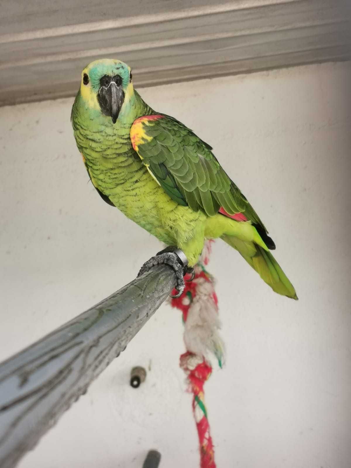 Papagaio Amazona Aestiva e papagaio cinzento