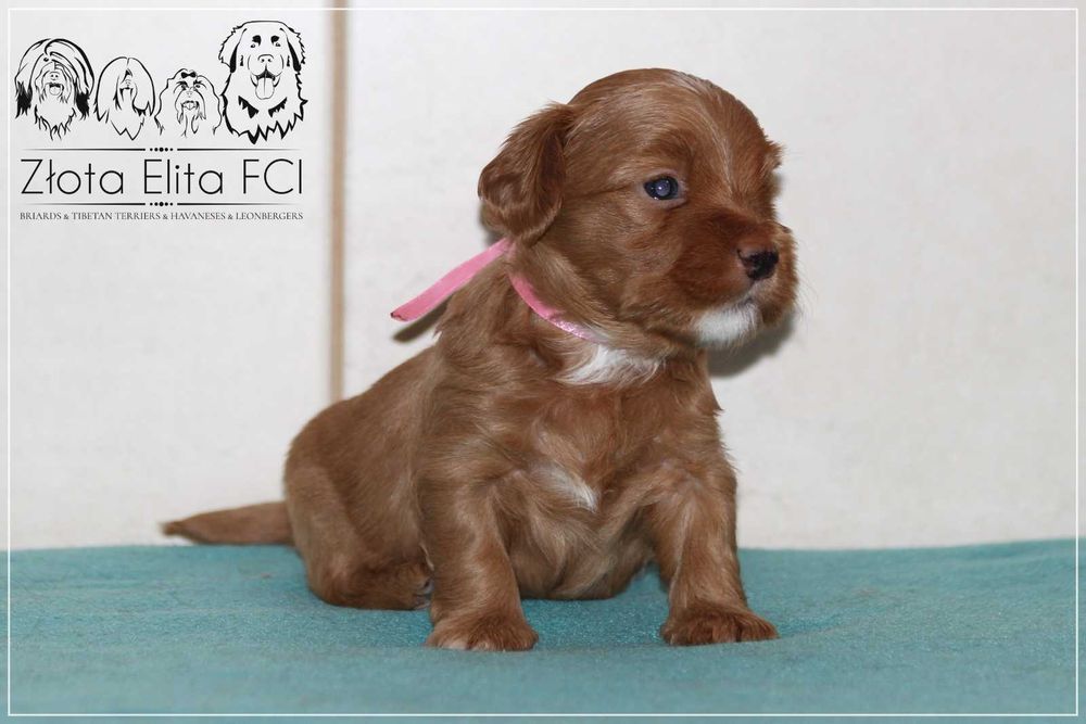 Hawańczyk suczka z rodowodem ZKwP / FCI