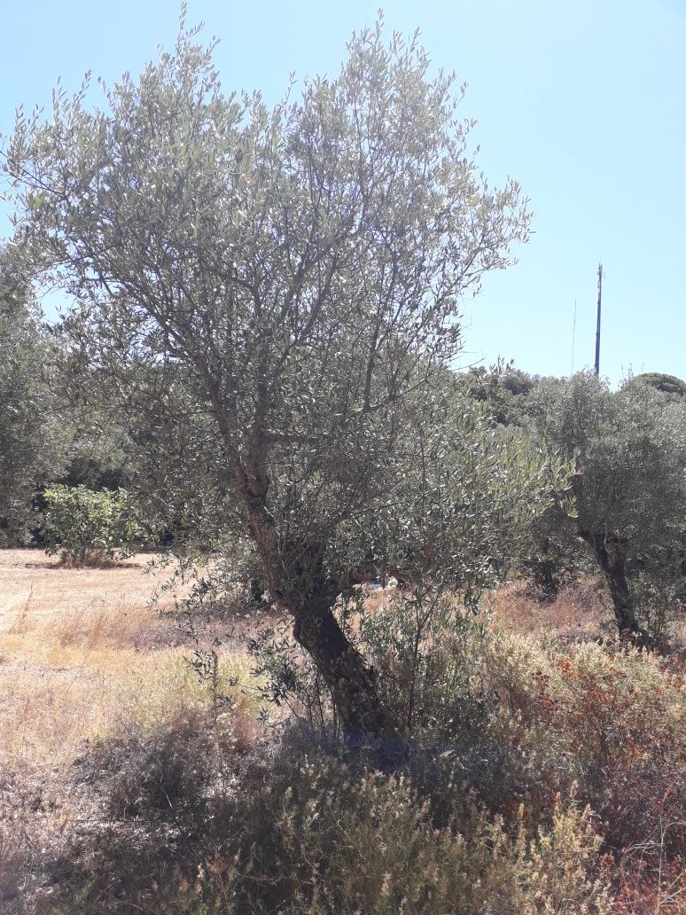 Oliveiras árvores