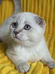 Kocięta szkocki (scottish fold, scottish straight)