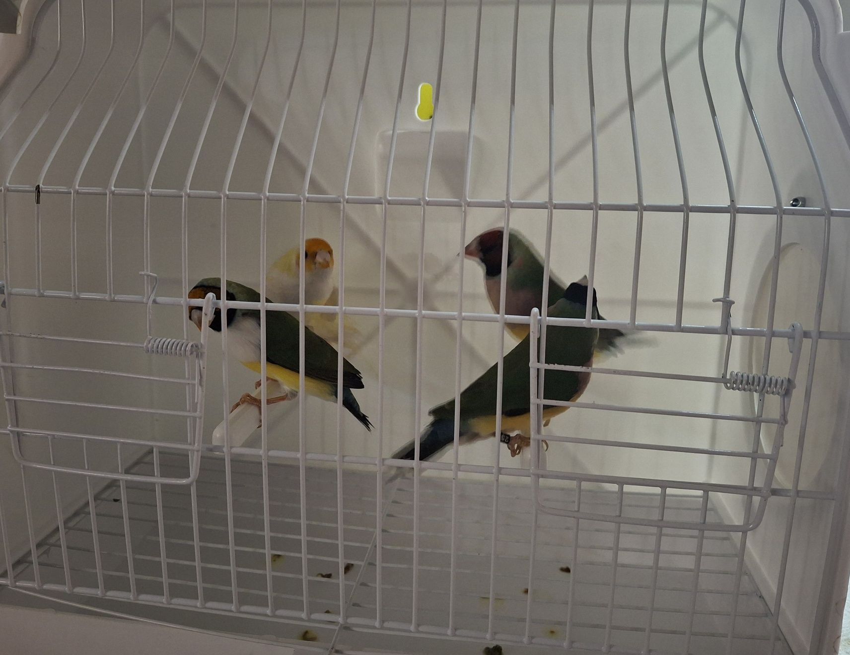 Diamantes de gould