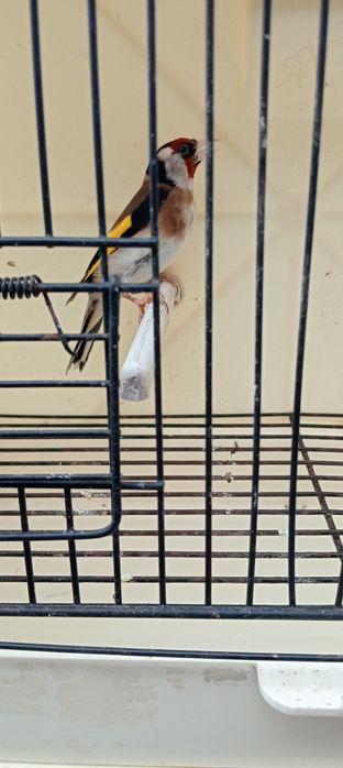 Tenho alguns pássaros destes para ceder