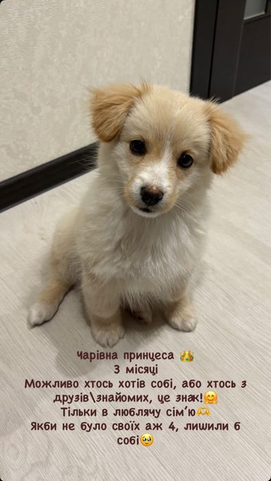 Отдам «бусинку» в добрые руки