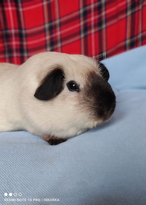 Каліфорнія чорні поінти морська свинка